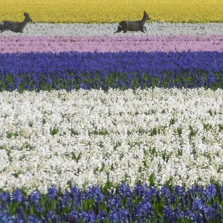Alpstuga Klein Langeveld