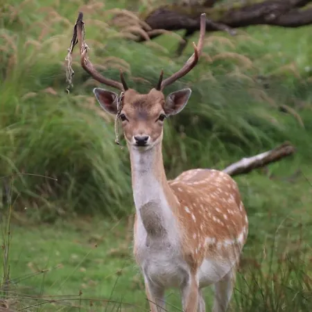 Klein Langeveld Alpstuga Noordwijkerhout