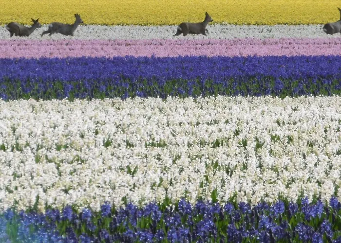 Alpstuga Klein Langeveld