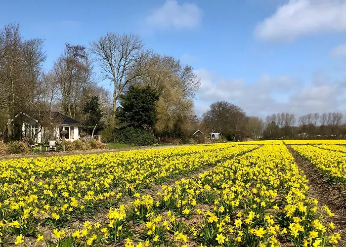Klein Langeveld Alpesi faház Noordwijkerhout