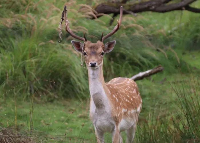 Klein Langeveld Chalet Noordwijkerhout