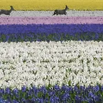 Alpehytte Klein Langeveld