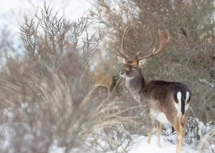 Klein Langeveld בקתה נורדוויקרהוט